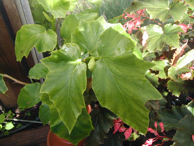 B. ‘Encanto Green Coral’